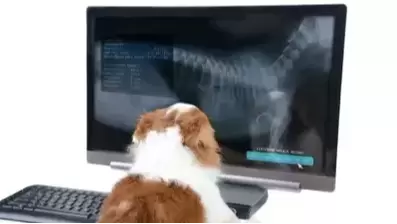 Radiografia Veterinaria